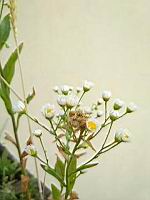 Vergerette annuelle, Erigeron annuus (Lyon, 07-2019)(1)